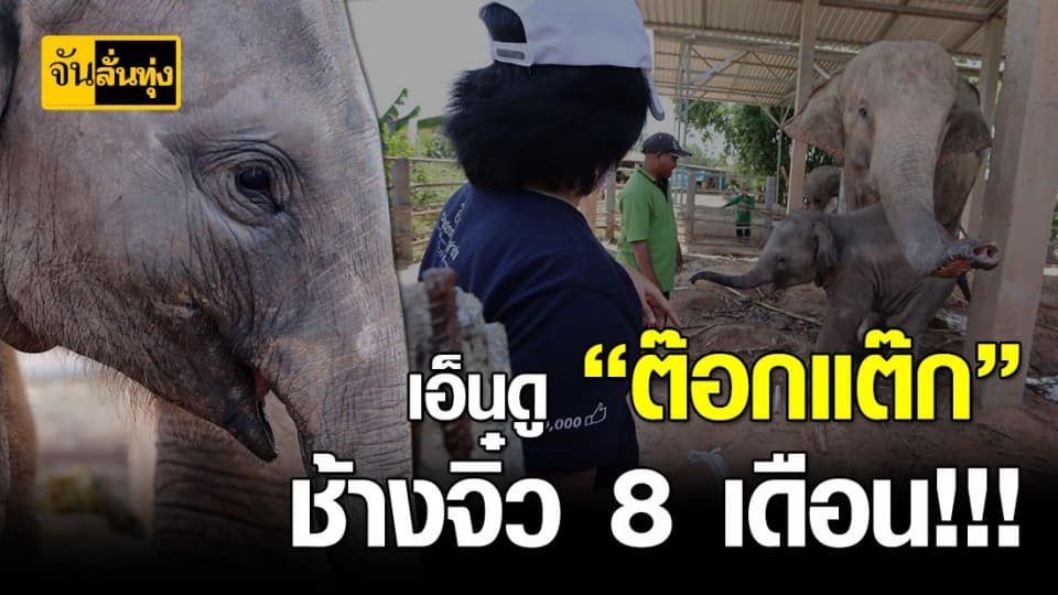เยี่ยมต๊อกแต๊กช้างตัวจิ๋วถึงบ้าน อ้อนขอกินแตงโม ป้อนหายป้อนหาย
