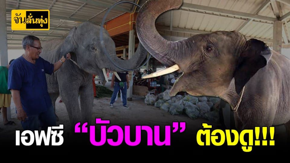 “บัวบาน” ช่างป่วยผู้ร่าเริง