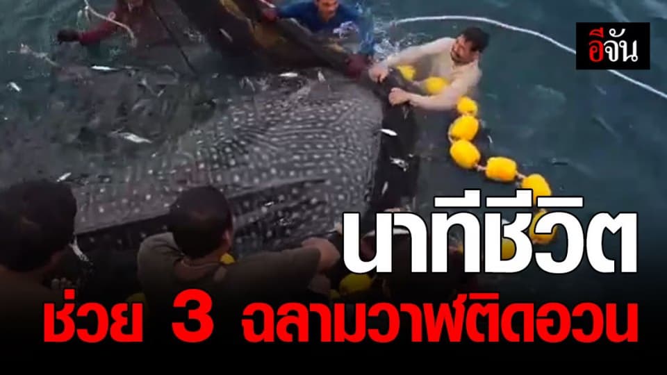 สุดยอด!!! ไต๋เรือ-ชาวประมง จ.กระบี่ ช่วยชีวิต 3 ฉลามวาฬ หลงติดอวนข้างเรือ