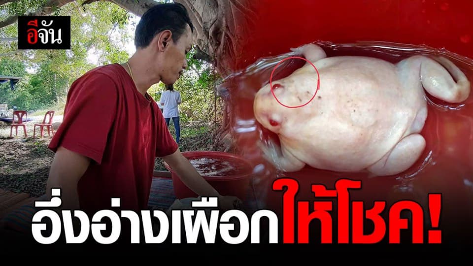 อึ่งอ่างเผือกให้เลข ชาวบ้านถูก 2 งวดติด ลุ้นงวดนี้ทำพิธีขอเลขแล้ว!