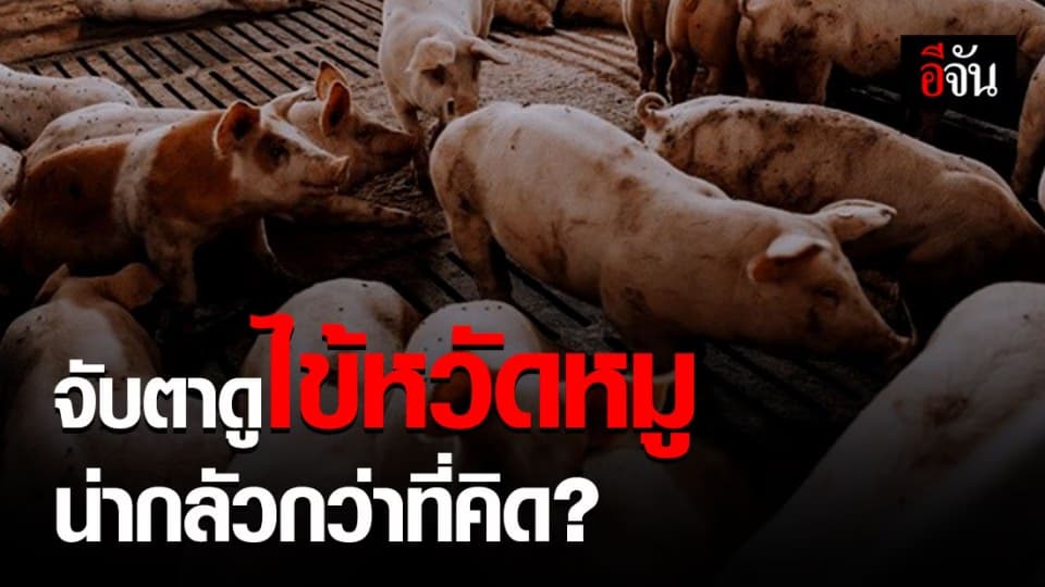 แพทย์จับตา! ไข้หวัดหมู G4 ผสมรวม “นก-คน-หมู”