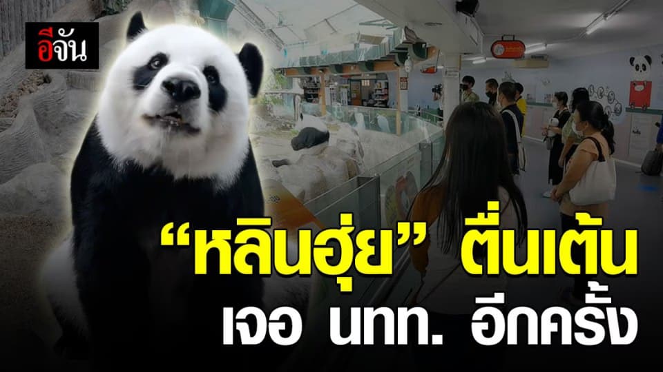 น่ารักมาก…เจ้าหลินฮุ่ย เดินวนสวนจัดแสดง ตื่นเต้นมีนักท่องเที่ยวมาชมอีกครั้ง