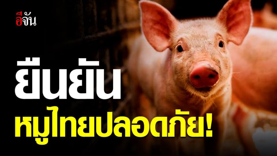 ปศุสัตว์แนะอย่าตระหนก ชี้ หมูไทยปลอดภัย เชื้อ ‘ไข้หวัดใหญ่สายพันธุ์ใหม่’ พบเฉพาะในจีน