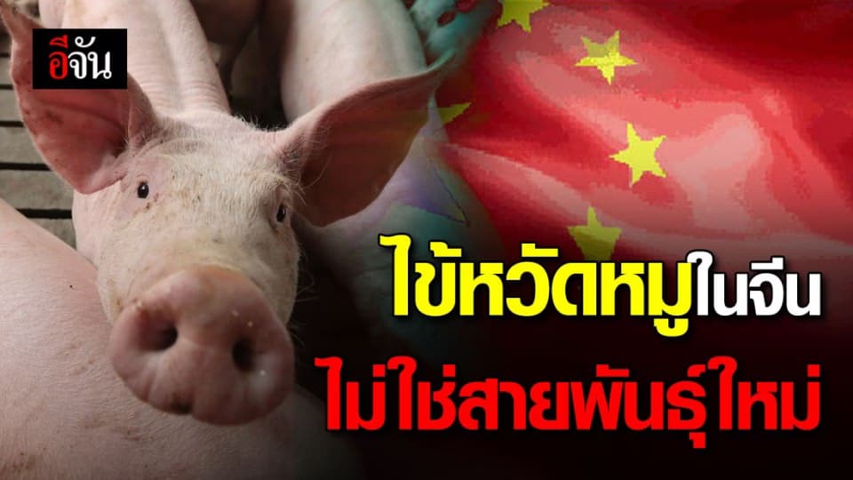 WHO เผย ไข้หวัดหมูในจีนมีมานานแล้ว ไม่ใช่พันธุ์ใหม่