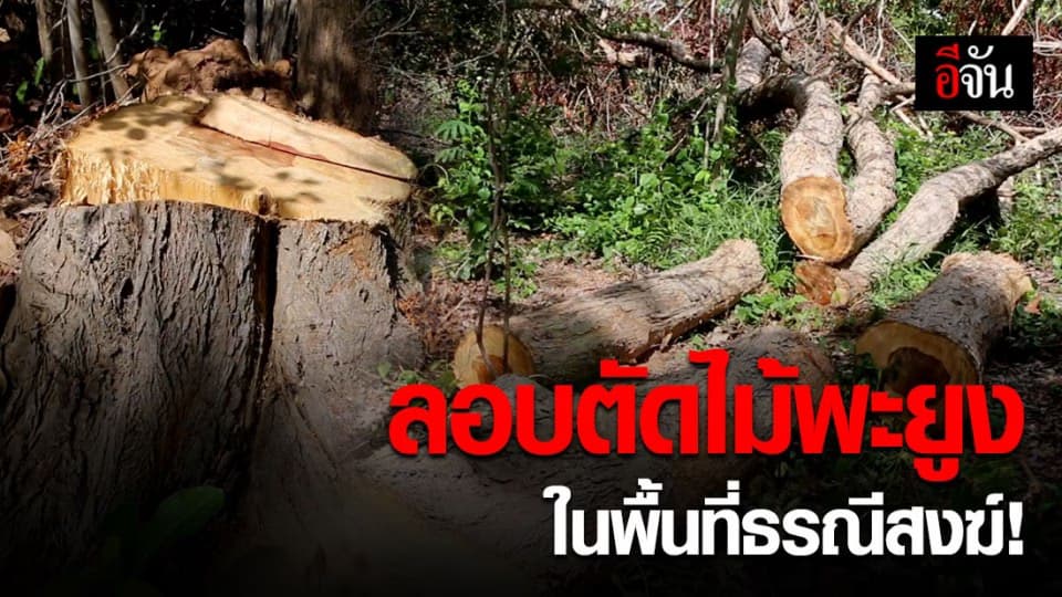 คนร้ายลอบตัดไม้พะยูง ในพื้นที่ธรณีสงฆ์ แต่เอาไปไม่ได้!