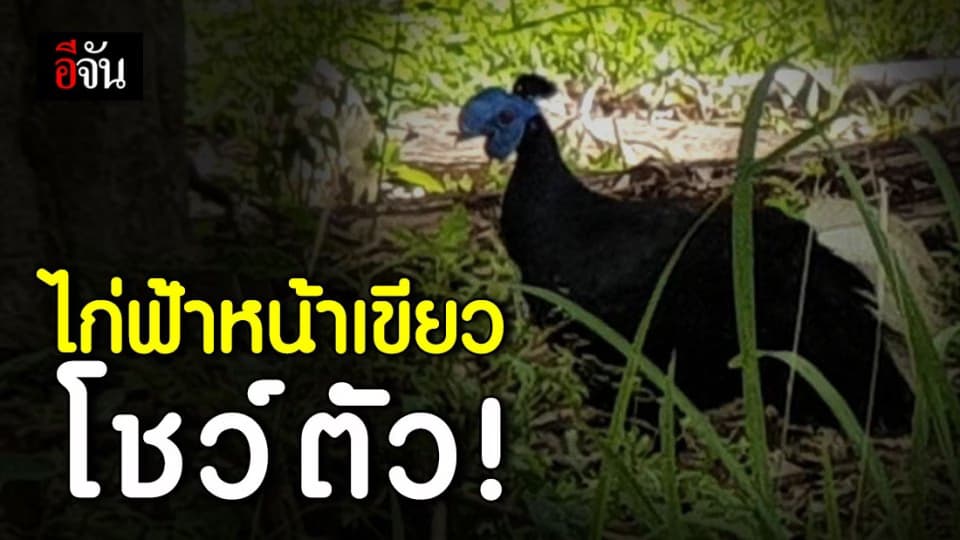 พบไก่ฟ้าหน้าเขียว อวดโฉม โผล่ป่าชุมพร