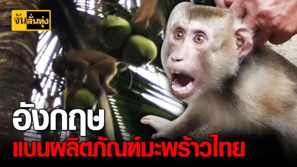 ห้างสรรพสินค้าใน อังกฤษ แบนผลิตภัณฑ์มะพร้าวไทย อ้างใช้ลิงเก็บมะพร้าวทารุณกรรมสัตว์