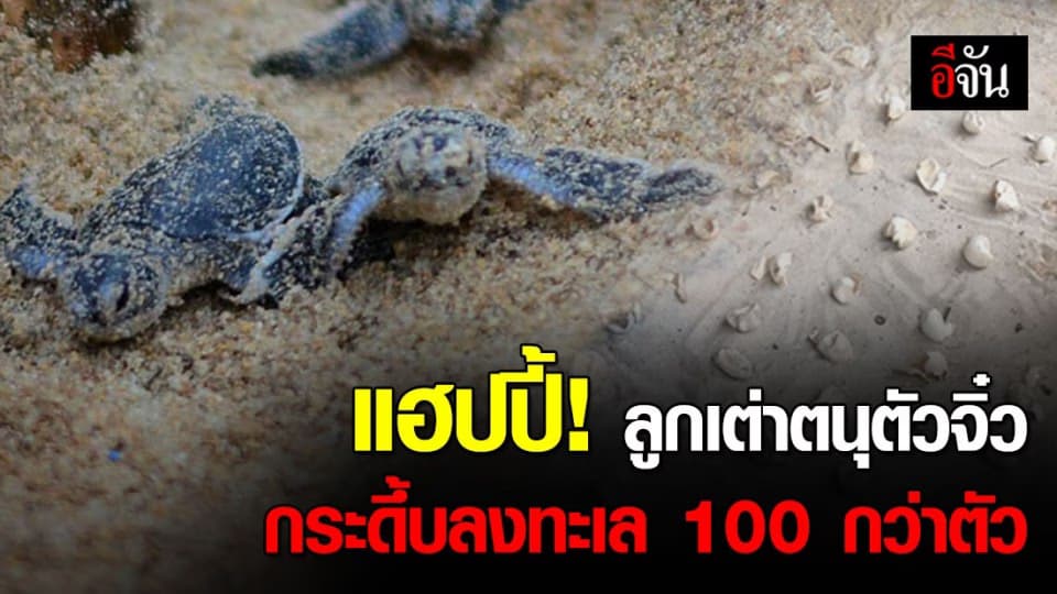 คนรักเต่าแฮปปี้ ลูกเต่าตนุฟักบนเกาะสมุย 132 ตัว รอดเกือบ 100 %