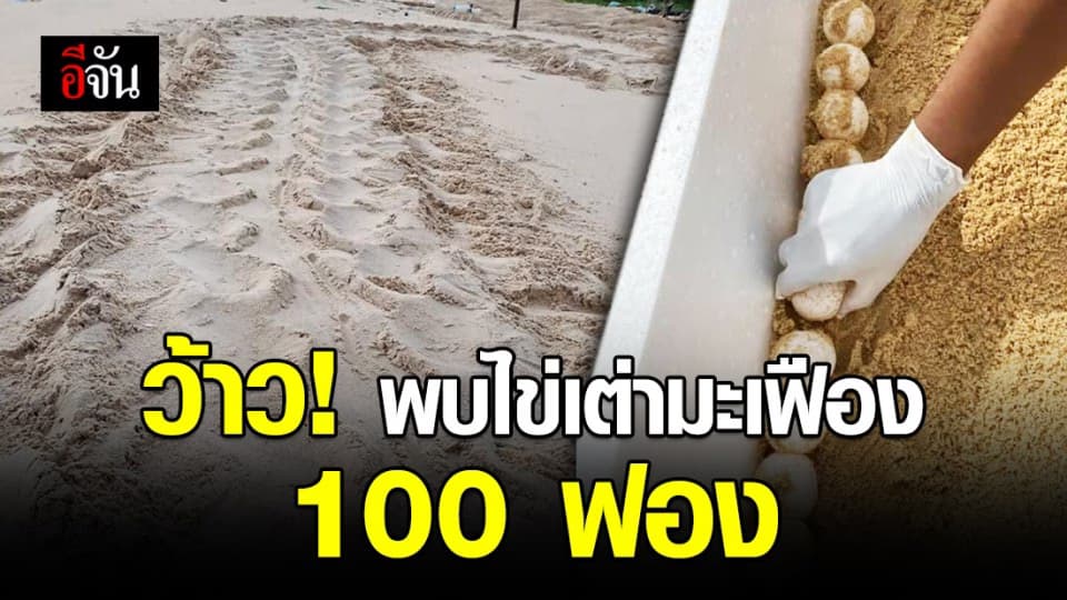 เฮลั่นหาด! ชาวบ้านแจ้ง จนท.อุทยานฯ พบไข่เต่ามะเฟืองกว่า 100 ฟอง