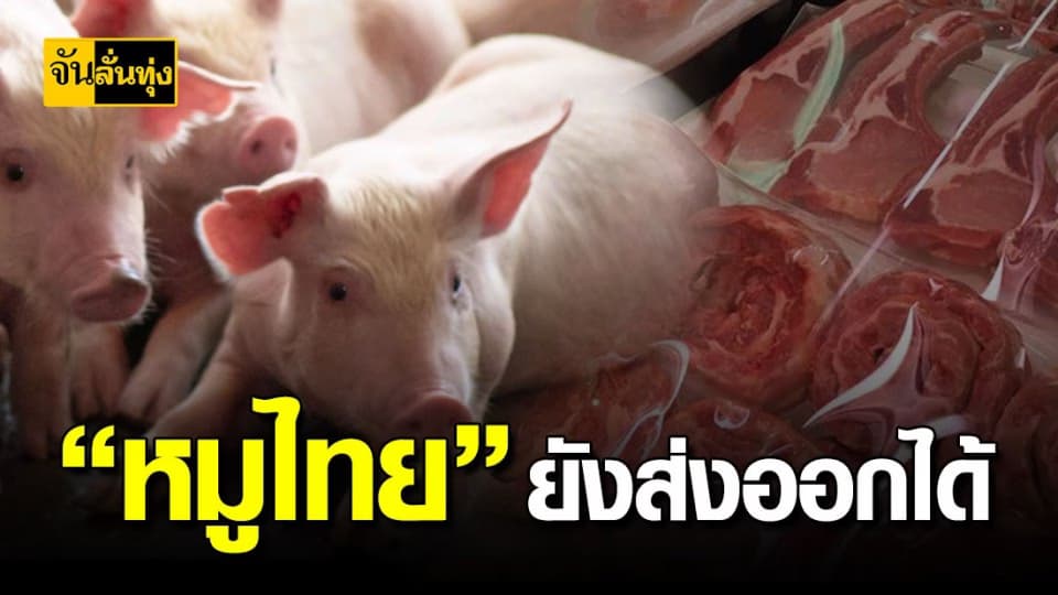 สมาคมผู้เลี้ยงสุกรแห่งชาติ เผย ประเทศไทยยังส่งออกหมูได้ปกติ แต่ไม่เกินวันละ 6 พันตัว