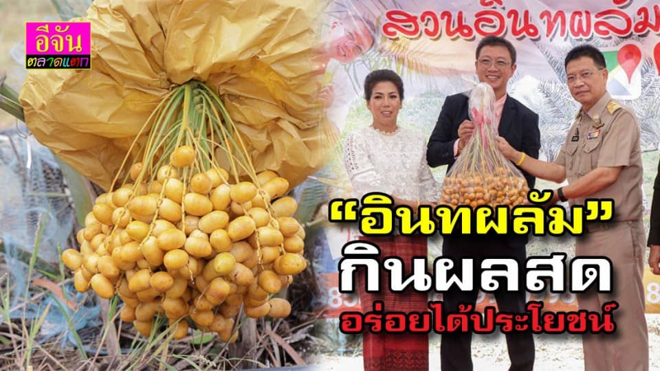 อินทผลัม กินผลสดอร่อยได้ประโยชน์