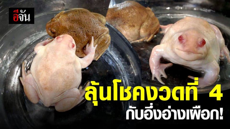 ส่องเลขอึ่งอ่างเผือก ถูกมาแล้ว 3 งวดติด ชาวบ้านแห่มาตรึม ลุ้นโชคงวดที่ 4