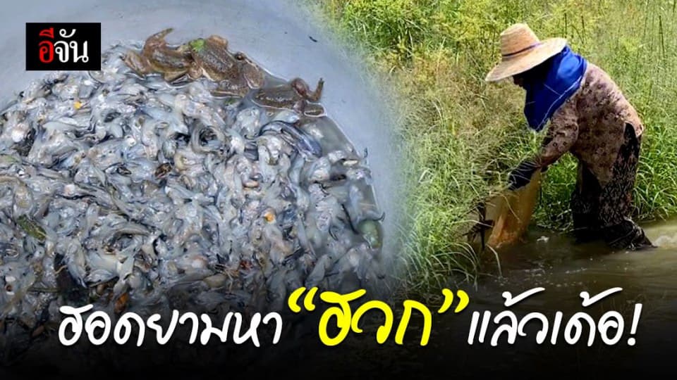 ขอนแก่นฝนตกดี ชาวบ้านแห่หา “ฮวก” ขายและทำเมนูรสเด็ด