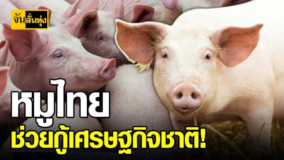 หมูไทย ฉายออร่า พระเอกขี่ม้าขาว กู้เศรษฐกิจชาติ