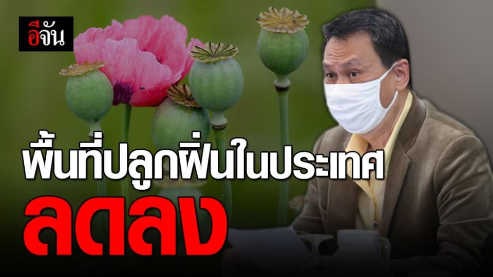 ป.ป.ส. ควบคุมพื้นที่ปลูกฝิ่น จากกว่า 50,000 ไร่ เหลือไม่ถึง 200 ไร่