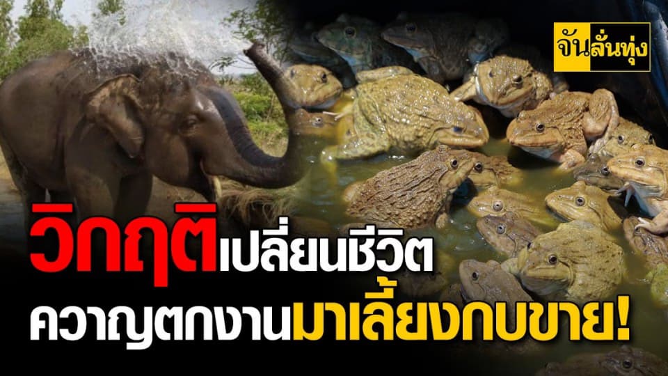 ควาญช้างตกงานจากปาง หอบชีวิตทั้งคนทั้งช้าง มาเลี้ยงกบขายหาทางรอด