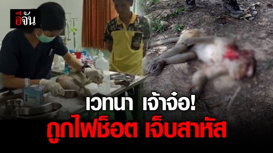เจ้าจ๋อ ไต่สายไฟ ข้ามจังหวัด ก่อนถูกช็อต เจ็บหนัก เกือบเอาชีวิตไม่รอด!