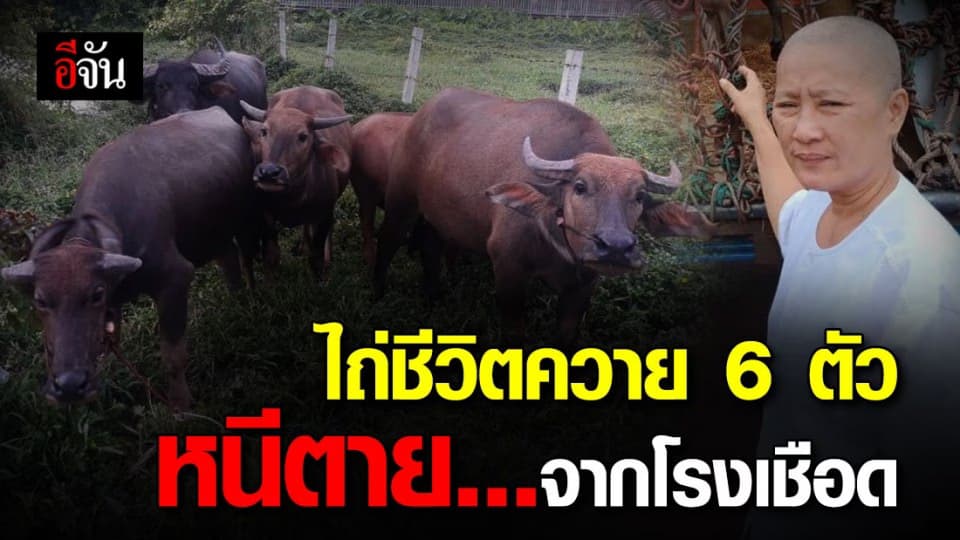 อนุโมทนาบุญ แม่ชีภัคจิรา นำเงินบริจาคไถ่ชีวิตควาย 6 ตัว เดินหนีตายจากโรงเชือด