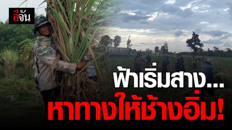 ควาญช้างตื่นตี 3 หอบความดีใจ ลุยตัดอ้อยไร่ถาวรพิทักษ์เกลี้ยงไร่