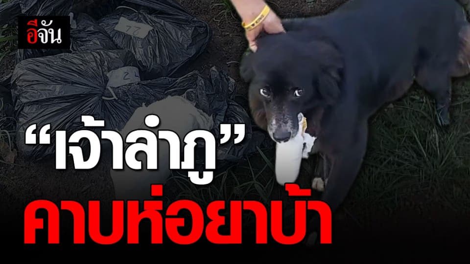 เจ้าของบ้านแทบช็อก! หลัง “เจ้าลำภู” คาบห่อยาบ้าทิ้งข้างกำแพง