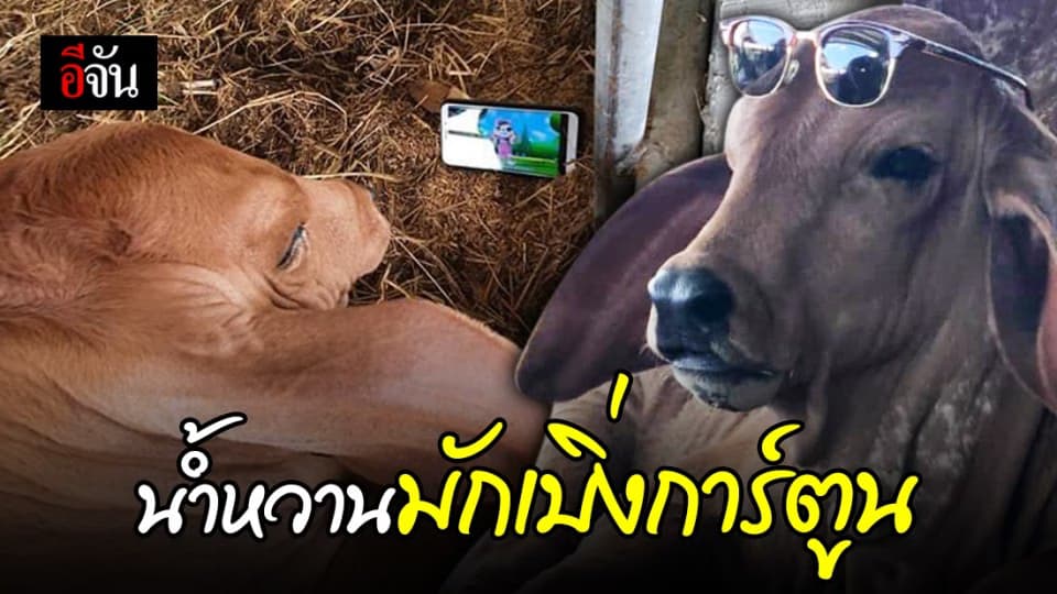 เลี้ยงวัวยุค 5G น้ำหวาน นอนดูการ์ตูนใน youtube!