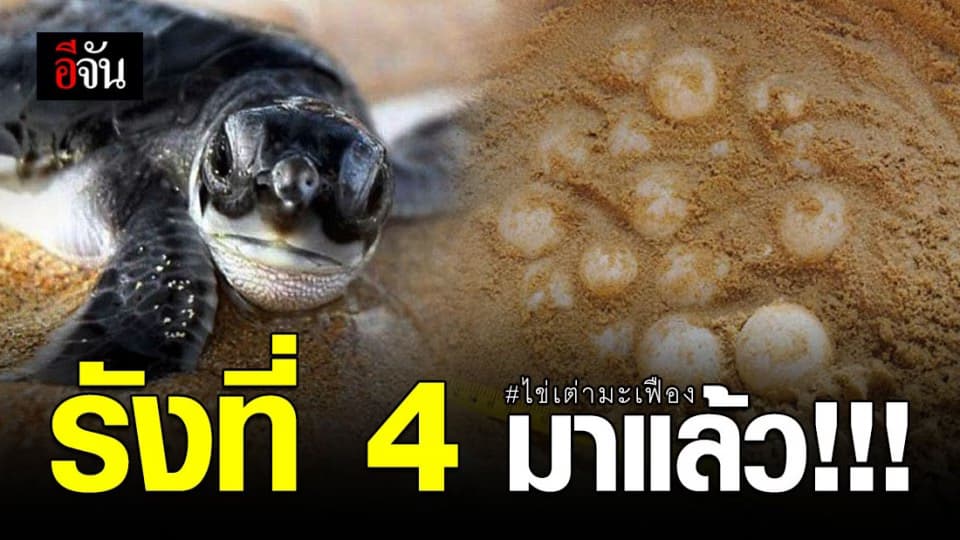 รังที่ 4 ในรอบปี!!! เต่ามะเฟืองขึ้นมาวางไข่ริมหาดท้ายเหมือง พังงา