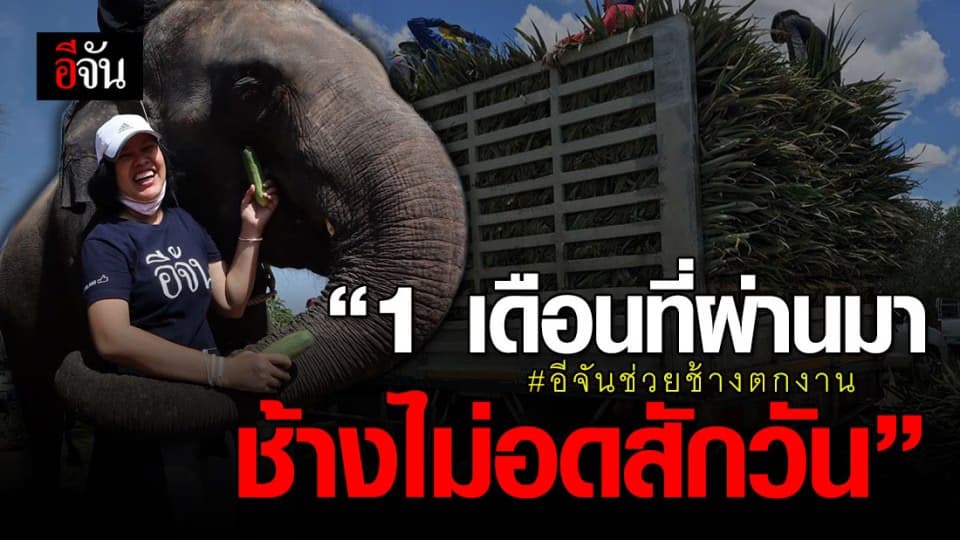 ผ่านไป 1 เดือน สังคมอีจันกับหน้าที่แม่นมช้าง ชาวช้างขอบคุณดังก้องใจ