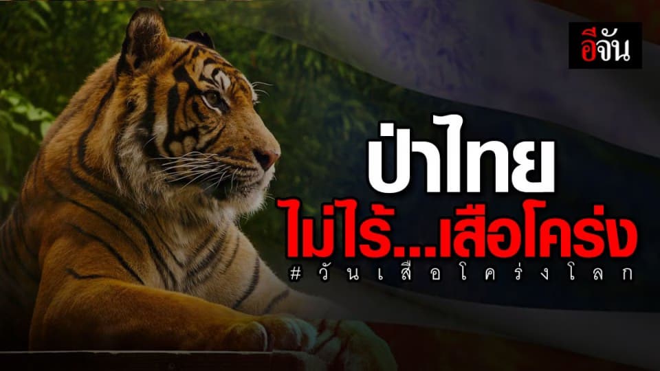 หยุด!!! ค้า ล่า ฆ่าเสือโคร่ง คืนระบบนิเวศที่ สมบูรณ์ให้ผืนป่า