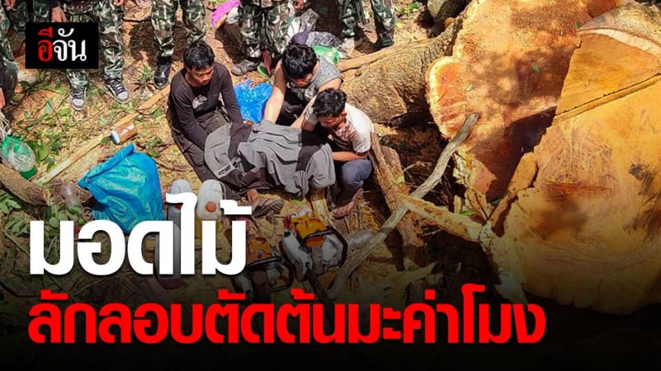 จับ 3 ชาวกัมพูชา ลักลอบตัดต้นมะค่าโมง ขสป.พนมดงรัก