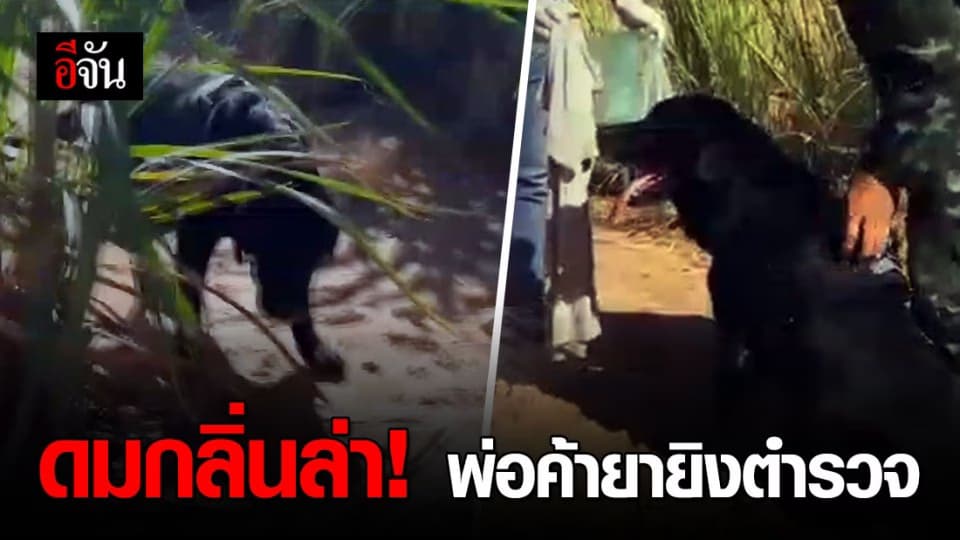 ล่าพ่อค้ายานรก! ยิงตำรวจเจ็บสาหัส