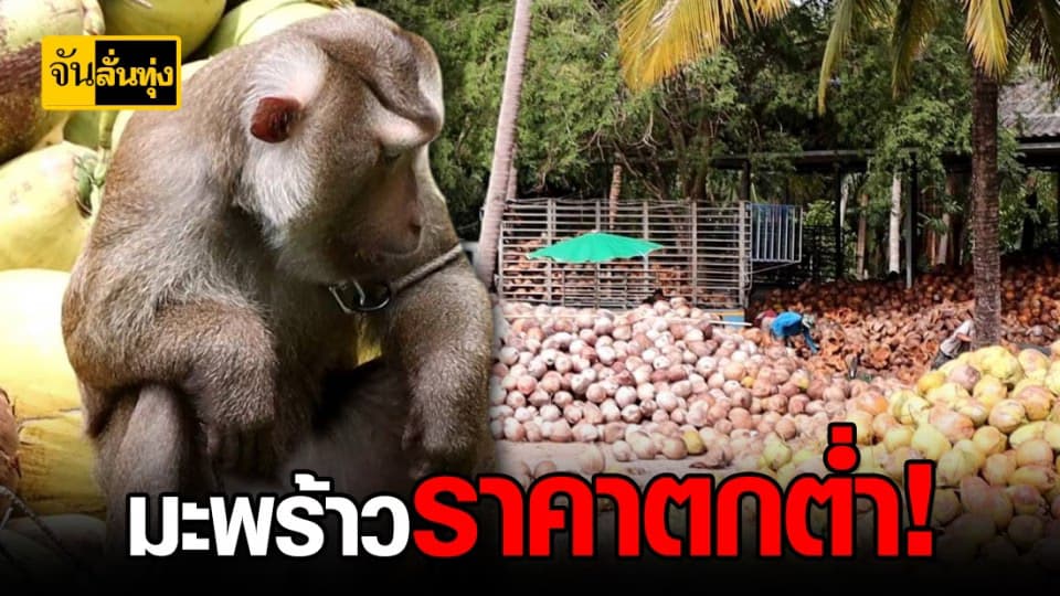 ชาวสวนมะพร้าว อ.บางสะพาน วิตก ! ราคามะพร้าวตกต่ำ