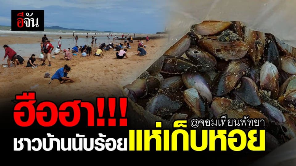 กะละมัง-ถังพร้อม!!! ชาวบ้านนับ 100 แห่เก็บหอยริมหาดจอมเทียน หลังหอยขึ้นเกยหาดนับล้านตัว