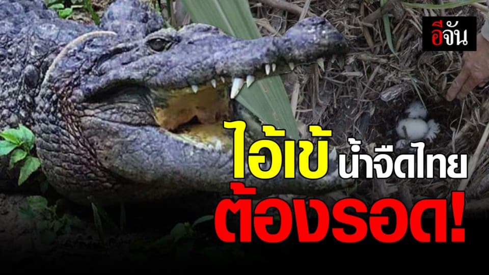 แค่คิดก็เศร้า! จระเข้น้ำจืดไทย จำนวนน้อย ใกล้สูญพันธุ์