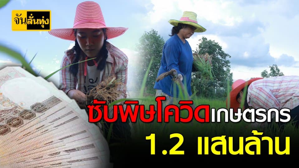 หัวละ 15,000 ซับพิษโควิดเกษตรกร