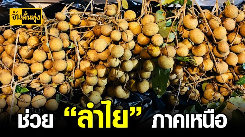 วางแผนช่วยเกษตรกร “ลำไย” ราคาตกต่ำ