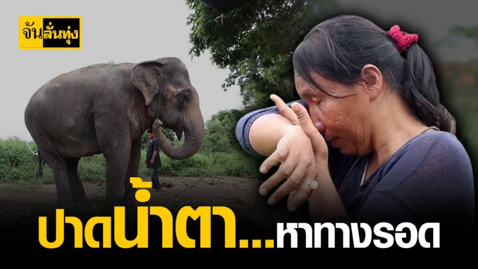 ควาญช้างขายสมบัติที่มี จำเสี่ยงขนช้างมาปางพัทยาเพื่อหาทางรอด