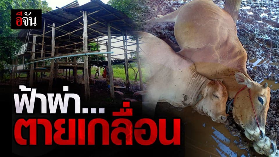 ฝนถล่ม จ.เลย หนัก ฟ้าผ่าลงคอกวัวที่ อ.ด่านซ้าย ตาย 7