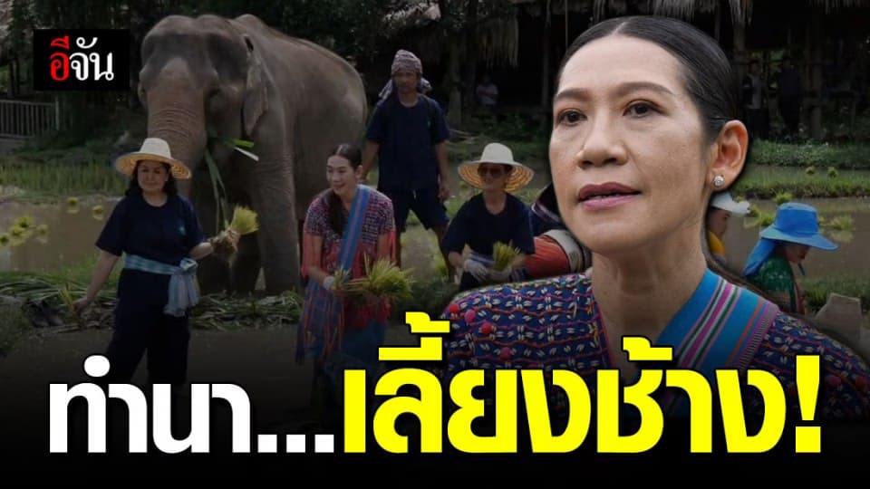 ปางช้างเชียงใหม่ ลุยทำนาปลูกข้าวเลี้ยงช้าง 80 เชือกพยุงวิกฤติช่วยช้างรอด!