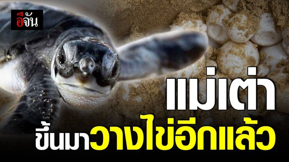 แม่เต่าทะเลวางไข่ 115 ฟอง บริเวณหาดหน้ายักษ์