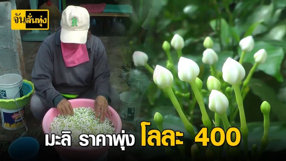 วันเเม่มะลิไม่ติดดอกส่งผลราคาพุ่ง