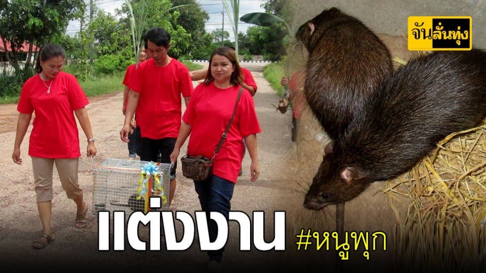 จับพ่อพันธุ์เเม่พันธุ์ #หนูพุก เเต่งงาน