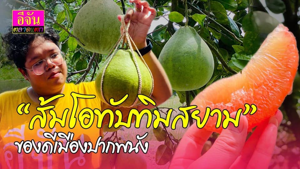 “ส้มโอทับทิมสยาม” ของดีเมืองปากพนัง อีจันตลาดแตกเปิดรับออเดอร์ ส่งตรงจากสวน