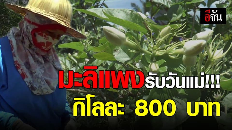 อึ้ง!!! ราคาดอกมะลิพุ่ง รับวันแม่แห่งชาติ ราคาสูงสุดกิโลละ 800 บาท
