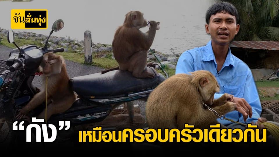 “เปิดใจหนุ่ม” เรียนจบช่างกลโรงงาน แต่ใช้ชีวิตกับ “กัง” เก็บมะพร้าวในสวนสืบทอดภูมิปัญญาชาวสวน