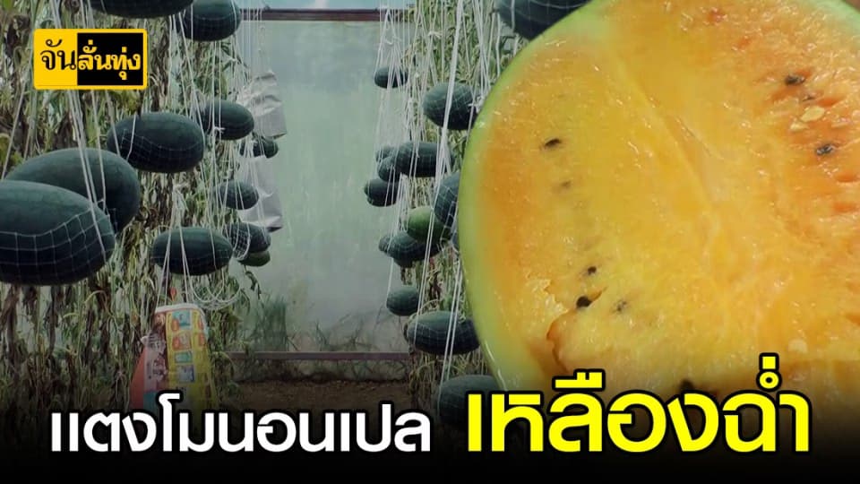 ชวนปลูกเเตงโมนอนเปล ไร้สารเคมี