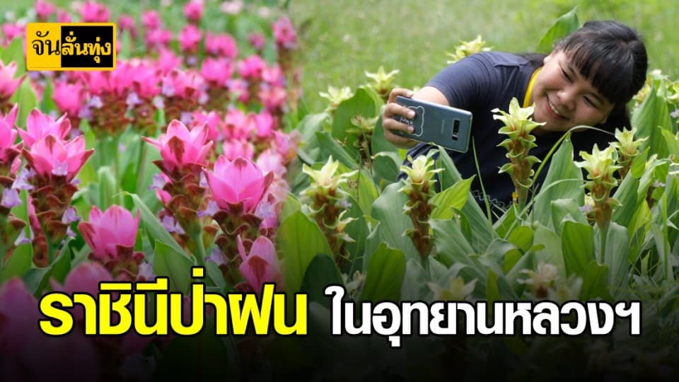 ปทุมมาสวยสะพรั่งรับ “วันเเม่”