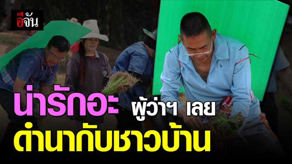 น่ารัก! ผู้ว่าฯ เลย นำจิตอาสา-ชาวบ้าน ดำนาข้าว หลังได้รับความเสียหายจากน้ำท่วม