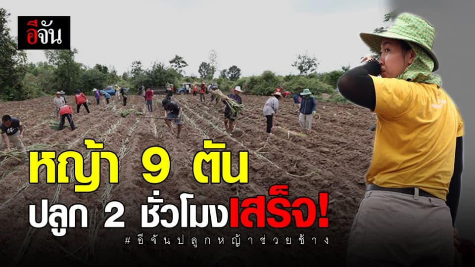 หญ้าคันโต 8 ตัน ทีมลุงอู๊ดอีจันxควาญ ลงเเรงลงใจปลูกเสร็จภายใน 2 ชม.