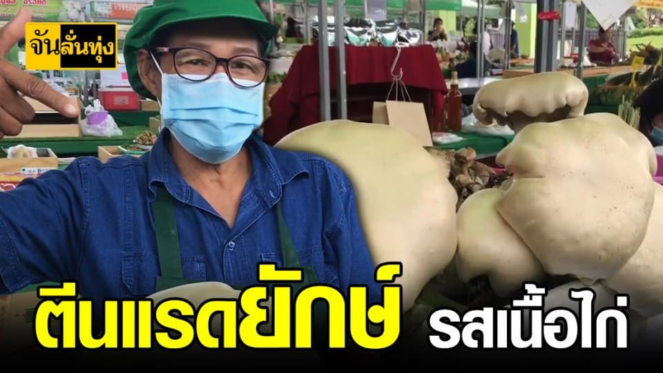 ชาวบ้านฮือฮาพบ “เห็ดตีนแรดยักษ์”