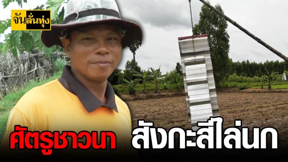 นวัตกรรมชาวนา สังกะสีไล่นก